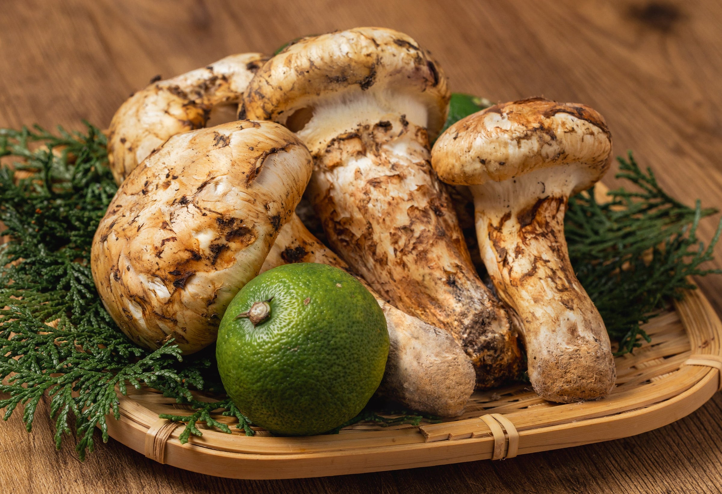 North American Matsutake