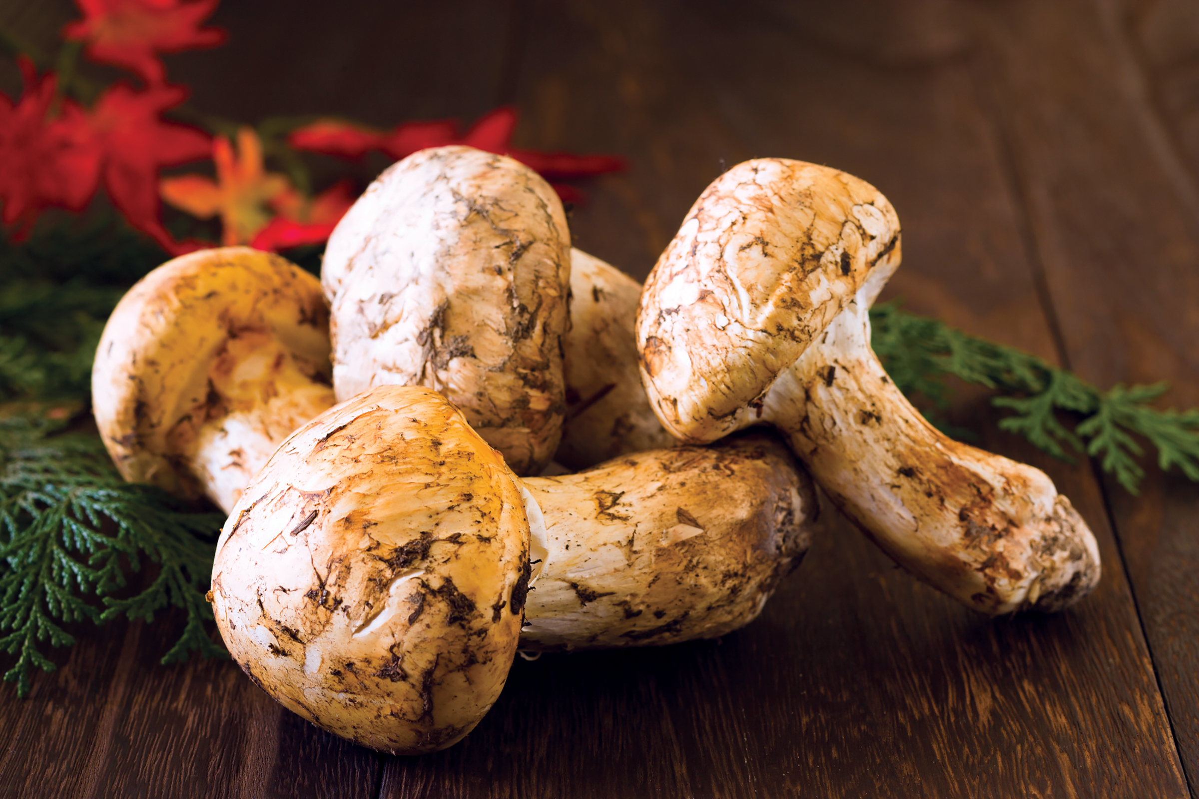 North American Matsutake