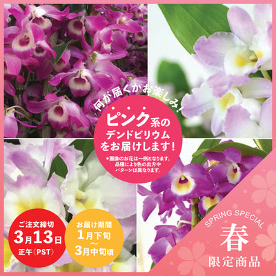 【Spring Special】Pink Dendrobium