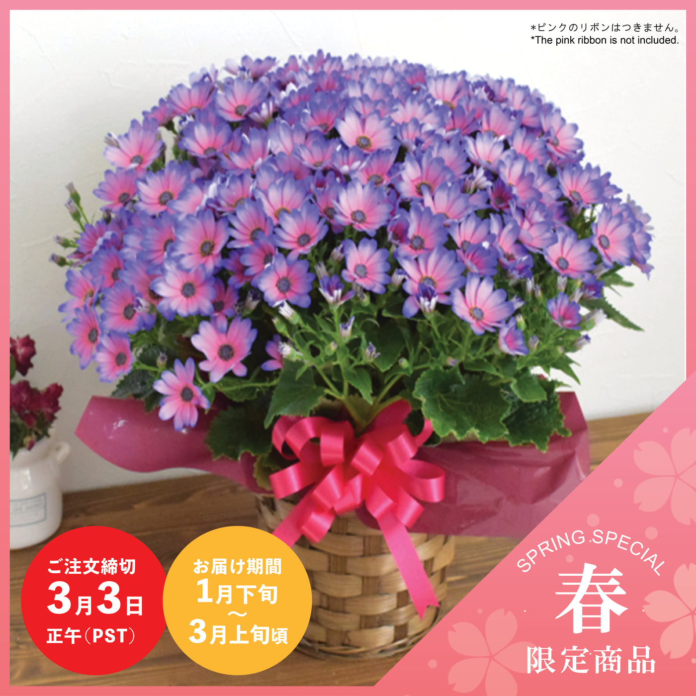 【Spring Special】Cinararia 'Tear Witch'