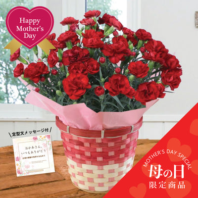 【Mother's Day】Premium Carnations