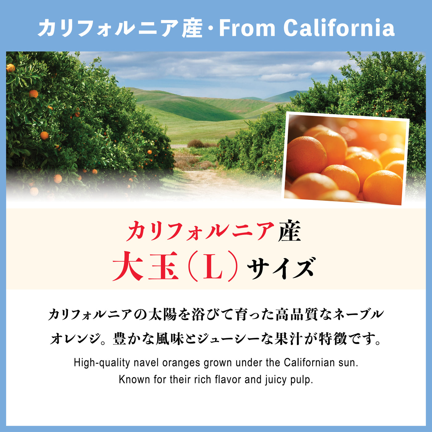 カリフォルニア産 高糖度ネーブルオレンジ【2/3月～4月】