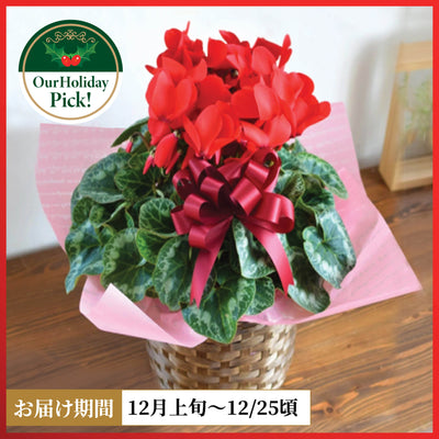 プレミアム シクラメン (赤)