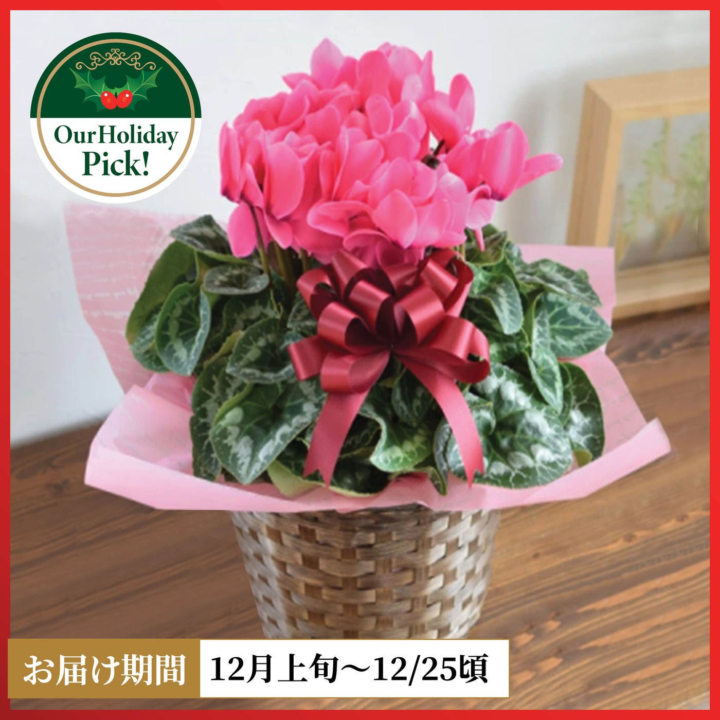 Premium Pink Cyclamen