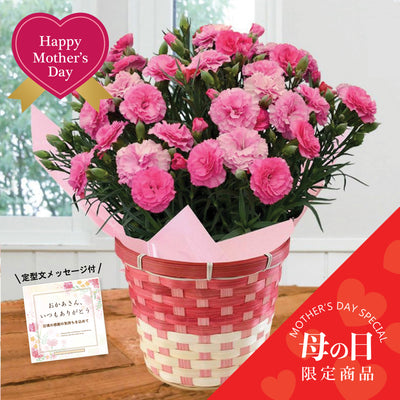 【Mother's Day】Premium Carnations