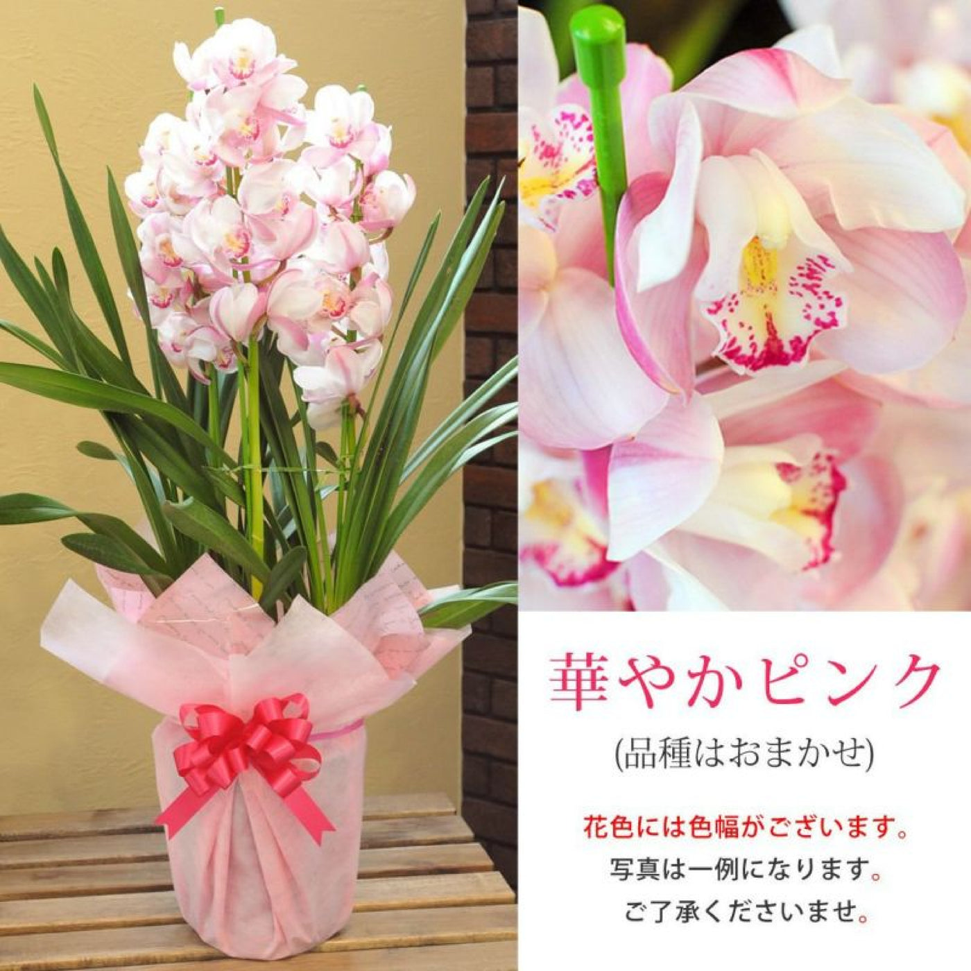 Cymbidium (Pink)