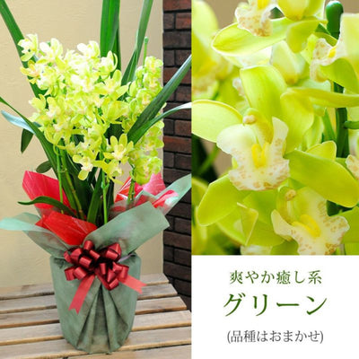 Cymbidium (Green)