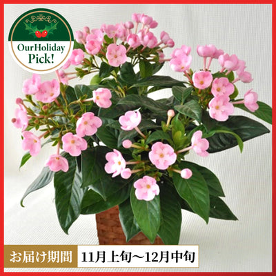 Supreme Scent Sakura COCO