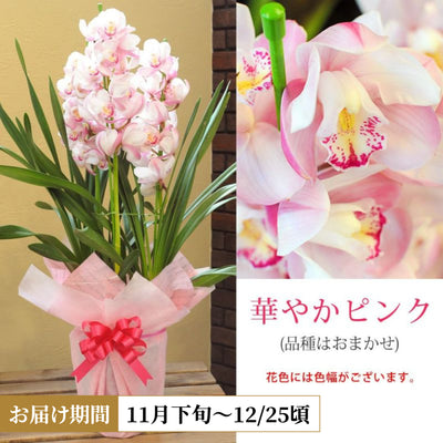 Cymbidium (Pink)
