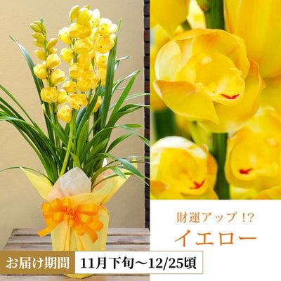 シンビジウム（黄）