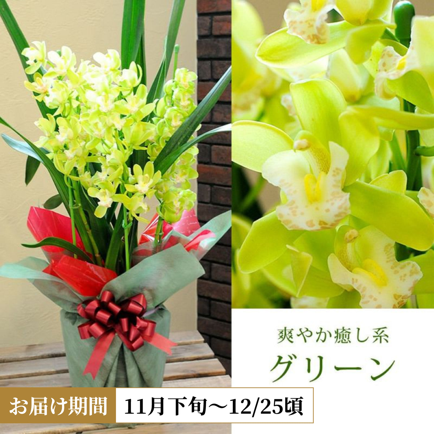 Cymbidium (Green)