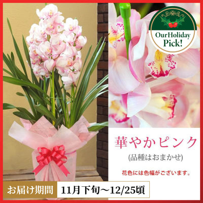 Cymbidium (Pink)