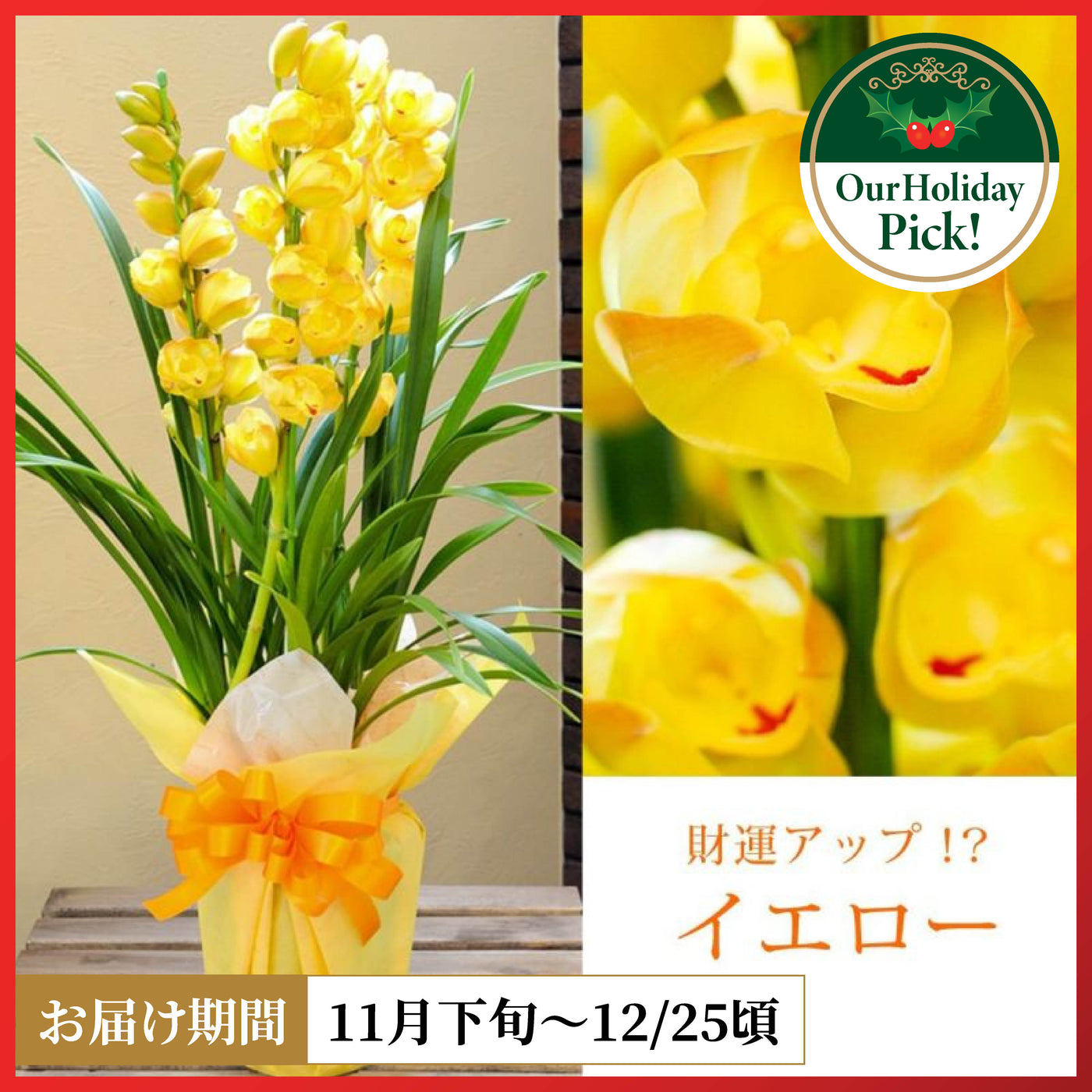 シンビジウム（黄）