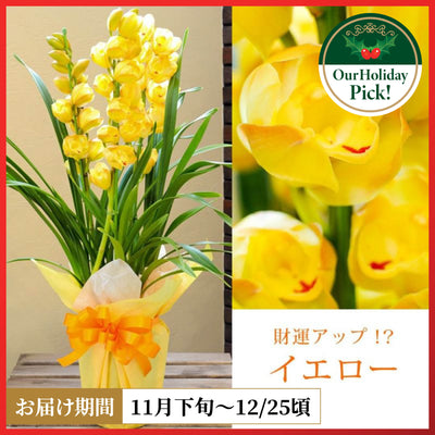 シンビジウム（黄）