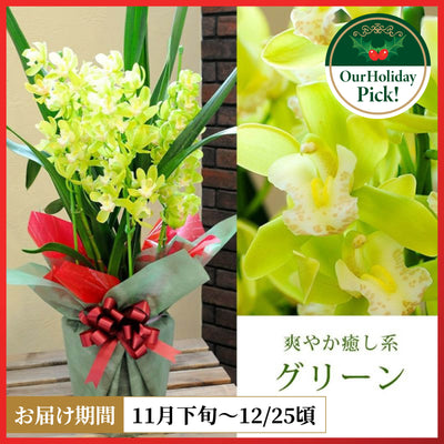 Cymbidium (Green)