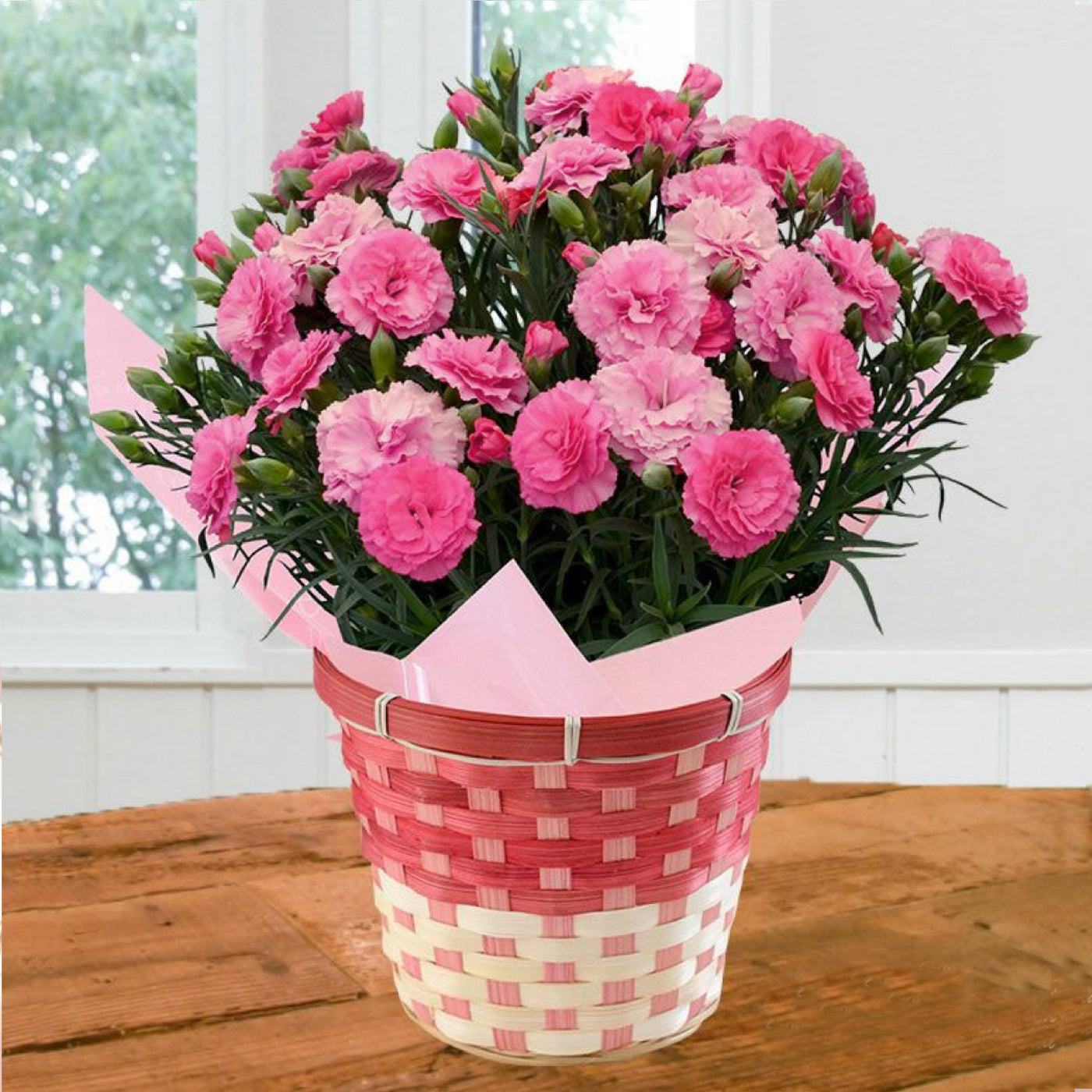 【Mother's Day】Premium Carnations