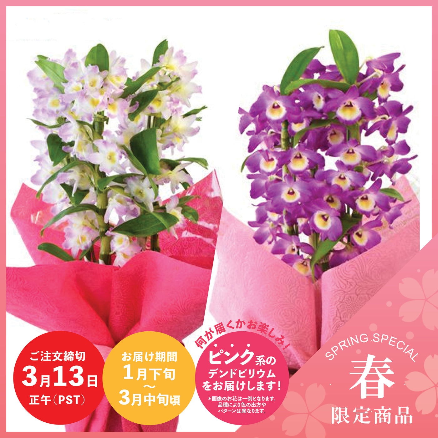 【Spring Special】Pink Dendrobium