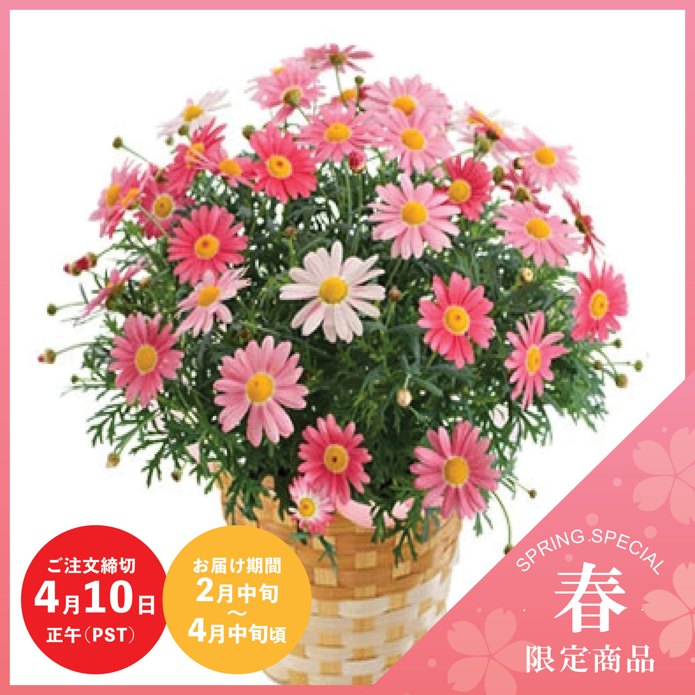 【Spring Special】Margarita 'Strawberry Whip'