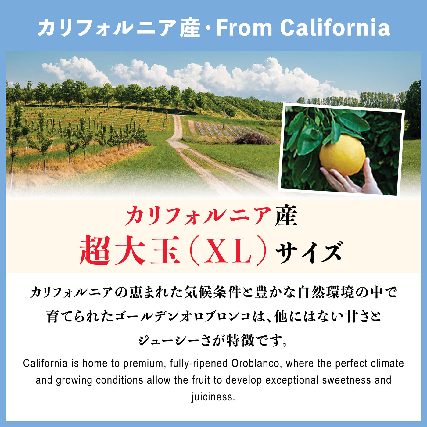 カリフォルニア産 完熟オロブロンコ【2月～3月】