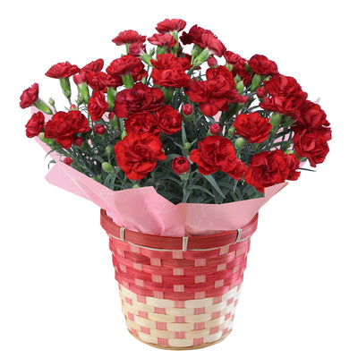 【Mother's Day】Premium Carnations