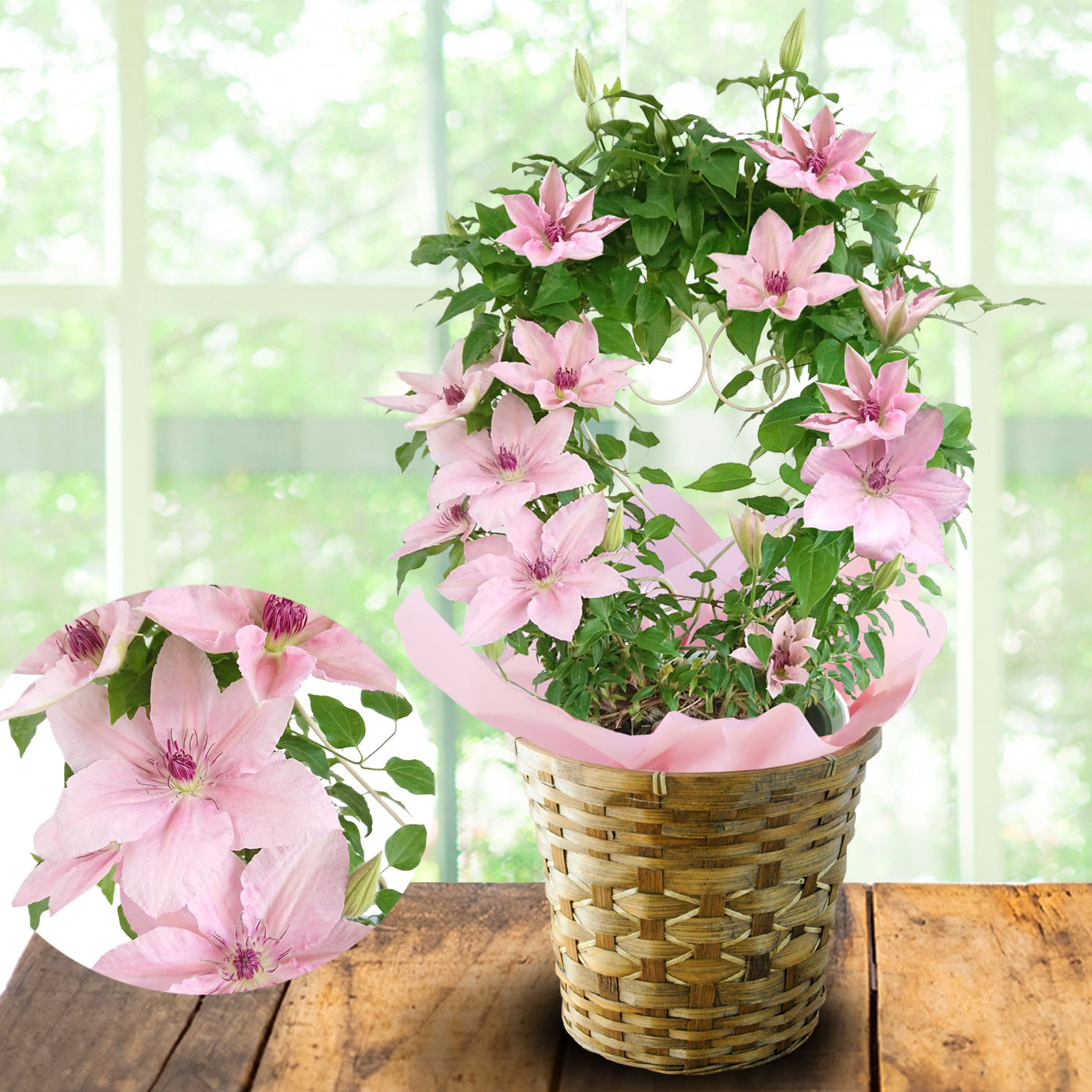 【Mother's Day】Clematis ”Pink Fantasy"